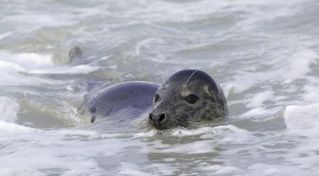 Bedrijfsuitje Wadlopen