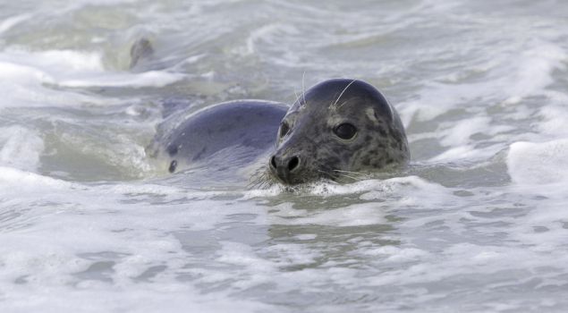 Onvergetelijke ervaring op Ameland
