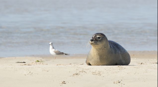 Onvergetelijke ervaring op Vlieland