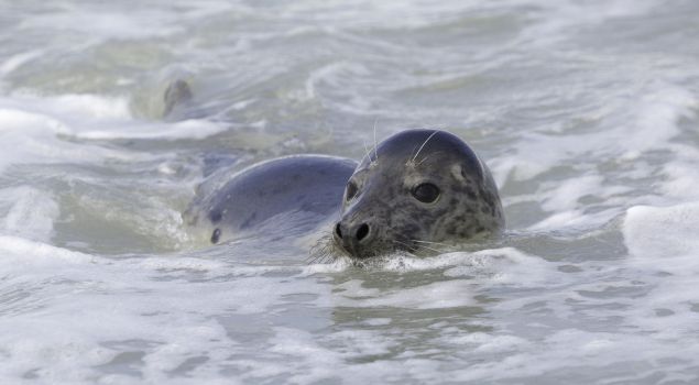 Bedrijfsuitje Wadlopen