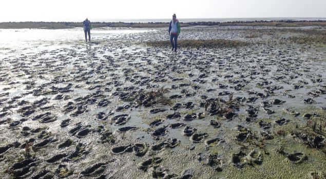 Bedrijfsuitje Wadlopen