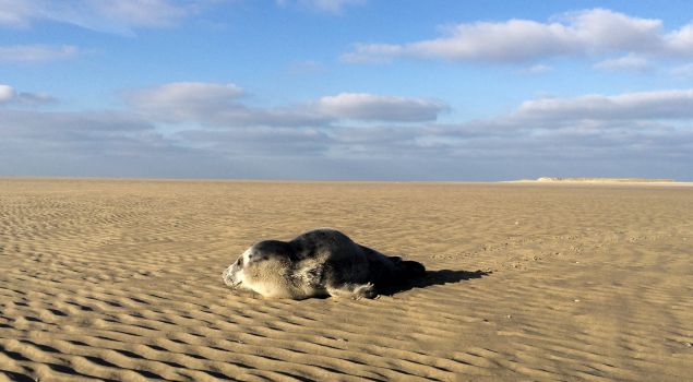 Bijzondere eilandervaring op Terschelling