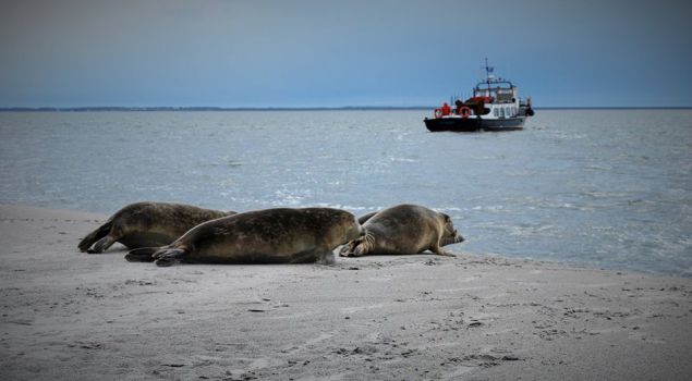 Beleef het Wad: op zoek naar zeehonden