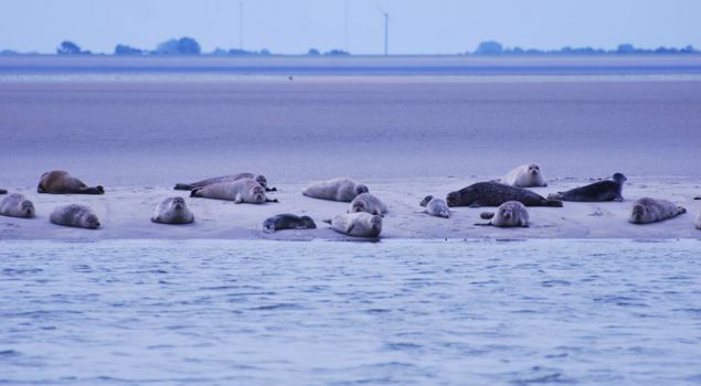 Beleef het Wad: op zoek naar zeehonden