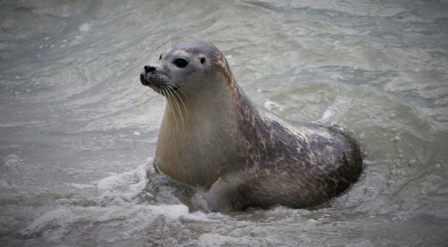 Beleef het Wad: op zoek naar zeehonden