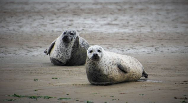 Beleef het Wad: op zoek naar zeehonden