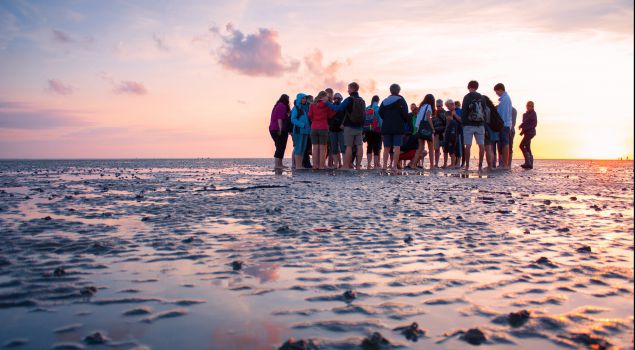 Beleef het Wad: op zoek naar zeehonden