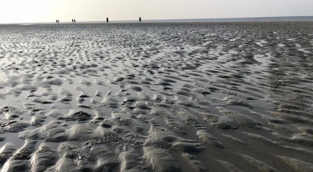 Beleef het Wad: op zoek naar zeehonden