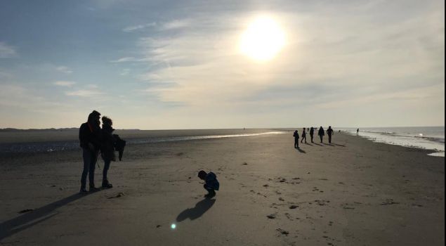 Beleef het Wad: op zoek naar zeehonden