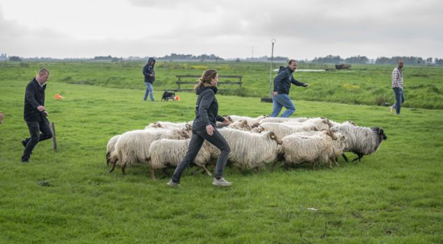 Workshop schapendrijven