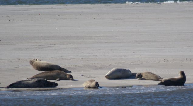 Zeehondentocht, Beachgames, Fietsen en BBQ