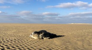Muzikale kerstborrel op Terschelling