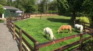 Coaching met mini paarden - Het uitje met PK!