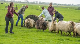 Workshop schapendrijven