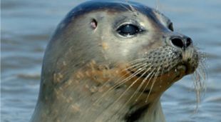 Zeehondentocht, Beachgames, Fietsen en BBQ